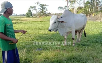 Jokowi Beli Sapi Kurban di Konsel, Begini Cerita Ismail Jokowi Beli Sapi Kurban di Konsel, Begini Cerita Ismail
