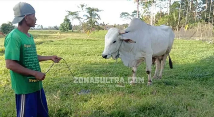 Jokowi Beli Sapi Kurban di Konsel, Begini Cerita Ismail
