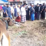 Pemkab Konsel Kurban 26 Ekor Sapi Pemkab Konsel Kurban 26 Ekor Sapi