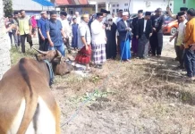 Pemkab Konsel Kurban 26 Ekor Sapi Pemkab Konsel Kurban 26 Ekor Sapi