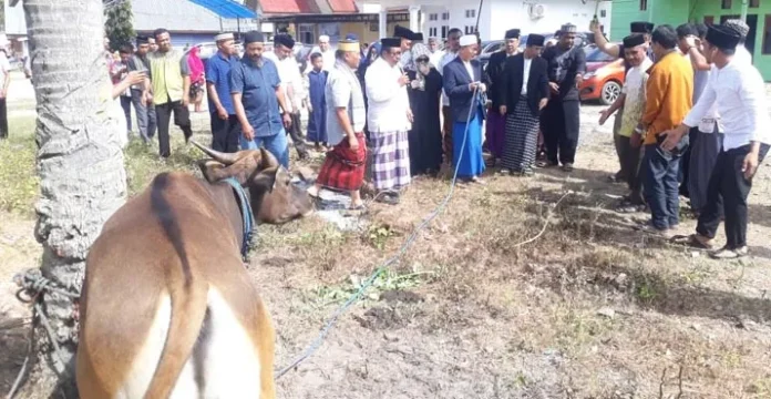 Pemkab Konsel Kurban 26 Ekor Sapi