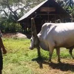 Jokowi Kurban Sapi Seberat 750 Kilogram di Sultra Jokowi Kurban Sapi Seberat 750 Kilogram di Sultra