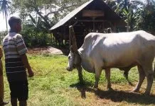 Jokowi Kurban Sapi Seberat 750 Kilogram di Sultra Jokowi Kurban Sapi Seberat 750 Kilogram di Sultra