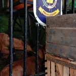 Dianggap Resahkan Warga, Satpol PP Baubau Amankan 23 Ekor Kambing Dianggap Resahkan Warga, Satpol PP Baubau Amankan 23 Ekor Kambing