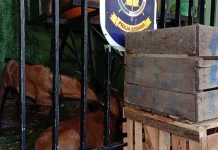 Dianggap Resahkan Warga, Satpol PP Baubau Amankan 23 Ekor Kambing Dianggap Resahkan Warga, Satpol PP Baubau Amankan 23 Ekor Kambing