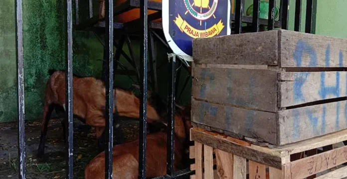 Dianggap Resahkan Warga, Satpol PP Baubau Amankan 23 Ekor Kambing