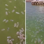 Ratusan Ubur-ubur Muncul di Permukaan Teluk Kendari Ratusan Ubur-ubur Muncul di Permukaan Teluk Kendari