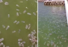 Ratusan Ubur-ubur Muncul di Permukaan Teluk Kendari Ratusan Ubur-ubur Muncul di Permukaan Teluk Kendari