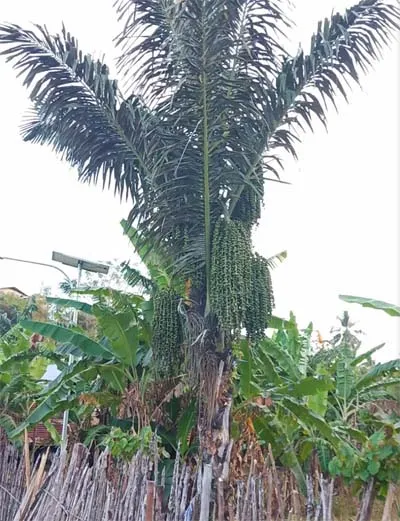 Perjuangan La Ode Gana, Mengolah Kameko Jadi Etanol