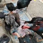 Gempita Kolut Kembangkan Program Budidaya Ayam Kampung Gempita Kolut Kembangkan Program Budidaya Ayam Kampung