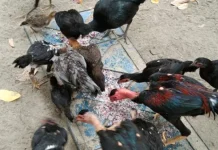 Gempita Kolut Kembangkan Program Budidaya Ayam Kampung Gempita Kolut Kembangkan Program Budidaya Ayam Kampung