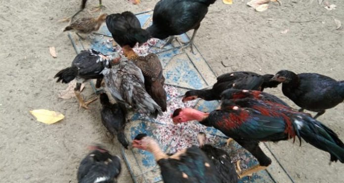 Gempita Kolut Kembangkan Program Budidaya Ayam Kampung