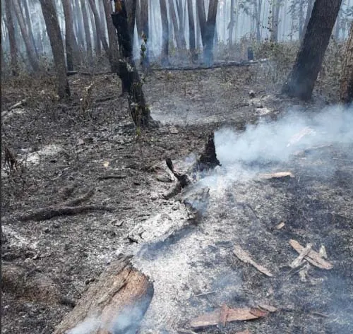 Empat Hektar Hutan Pinus Samparon Baubau Terbakar