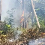 Empat Hektar Hutan Pinus Samparon Baubau Terbakar Empat Hektar Hutan Pinus Samparon Baubau Terbakar