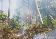 Empat Hektar Hutan Pinus Samparon Baubau Terbakar Empat Hektar Hutan Pinus Samparon Baubau Terbakar