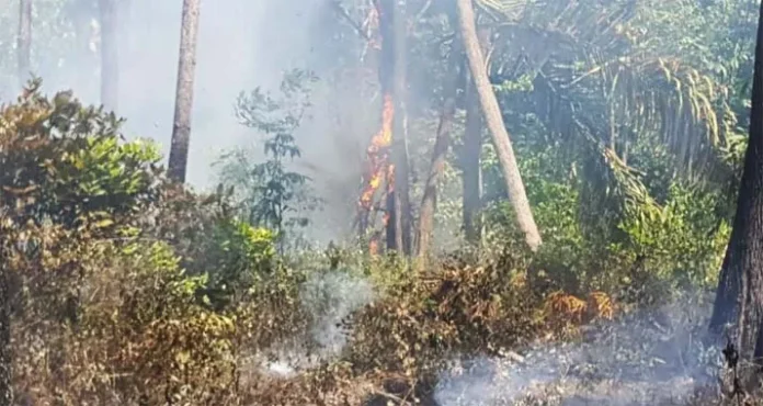 kebakaran Empat Hektar Hutan Pinus Samparon Baubau Terbakar