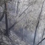 Gunung Popalia di Konsel Terbakar Gunung Popalia di Konsel Terbakar
