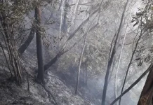 Gunung Popalia di Konsel Terbakar Gunung Popalia di Konsel Terbakar