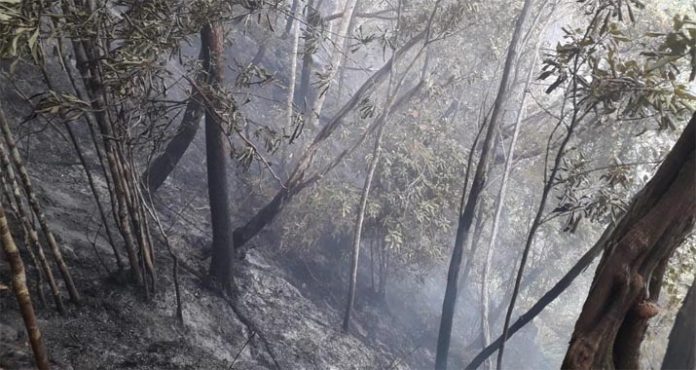 Gunung Popalia di Konsel Terbakar