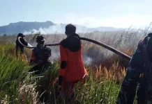 Tim Manggala Agni Kesulitan Padamkan Api Lahan Gambut di Koltim Tim Manggala Agni Kesulitan Padamkan Api Lahan Gambut di Koltim