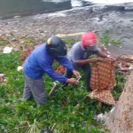 Warga di Kolaka Dihebohkan Penemuan Mayat Bayi Warga di Kolaka Dihebohkan Penemuan Mayat Bayi