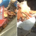 Polisi Temukan 3 Selongsong Peluru di Lokasi Terkaparnya Yusuf dan Randi Polisi Temukan 3 Selongsong Peluru di Lokasi Terkaparnya Yusuf dan Randi