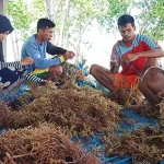 Berkat Rumput Laut, Warga Desa Ghonebalano Muna Mampu Kuliahkan Anak Aktivitas petani rumput laut dari Desa Ghonebalano