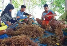 Berkat Rumput Laut, Warga Desa Ghonebalano Muna Mampu Kuliahkan Anak Aktivitas petani rumput laut dari Desa Ghonebalano