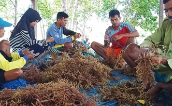 Berkat Rumput Laut, Warga Desa Ghonebalano Muna Mampu Kuliahkan Anak Aktivitas petani rumput laut dari Desa Ghonebalano