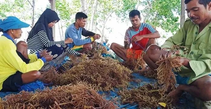 Aktivitas petani rumput laut dari Desa Ghonebalano