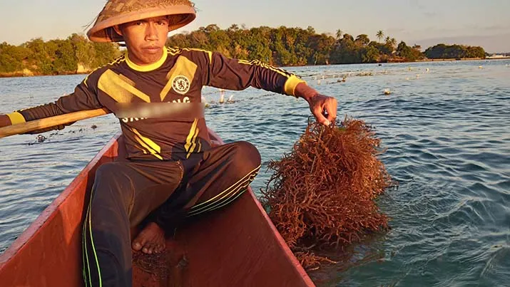 Berkat Rumput Laut, Warga Desa Ghonebalano Muna Mampu Kuliahkan Anak