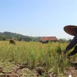 Ratusan Hektare Sawah di Bombana Gagal Panen Berpotensi Kekeringan, Ratusan Ribu Hektar Sawah di Sultra Belum Diasuransikan