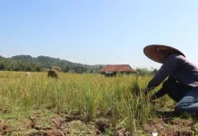Ratusan Hektare Sawah di Bombana Gagal Panen Berpotensi Kekeringan, Ratusan Ribu Hektar Sawah di Sultra Belum Diasuransikan