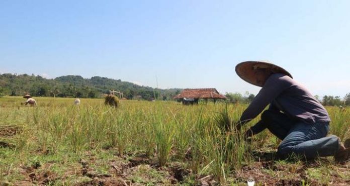 Berpotensi Kekeringan, Ratusan Ribu Hektar Sawah di Sultra Belum Diasuransikan