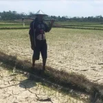 50 Hektar Sawah di Ranomeeto Terancam Puso 50 Hektar Sawah di Ranomeeto Terancam Puso