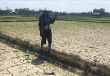 50 Hektar Sawah di Ranomeeto Terancam Puso 50 Hektar Sawah di Ranomeeto Terancam Puso