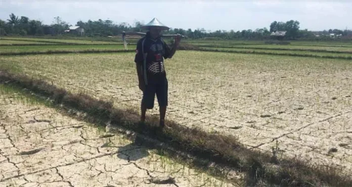 50 Hektar Sawah di Ranomeeto Terancam Puso