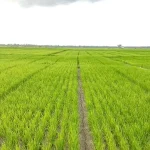 11 Daerah di Sultra Berpotensi Status Awas Kekeringan 11 Daerah di Sultra Berpotensi Status Awas Kekeringan