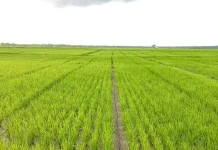 11 Daerah di Sultra Berpotensi Status Awas Kekeringan 11 Daerah di Sultra Berpotensi Status Awas Kekeringan