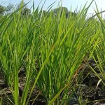 Hasil Panen Sawah di Baubau Diprediksi Turun Hasil Panen Sawah di Baubau Diprediksi Turun