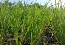 Hasil Panen Sawah di Baubau Diprediksi Turun Hasil Panen Sawah di Baubau Diprediksi Turun