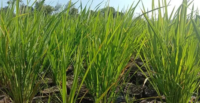 Hasil Panen Sawah di Baubau Diprediksi Turun