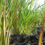 Sawah di Baubau Mulai Alami Kekeringan Sawah di Baubau Mulai Alami Kekeringan