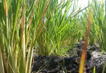 Sawah di Baubau Mulai Alami Kekeringan Sawah di Baubau Mulai Alami Kekeringan