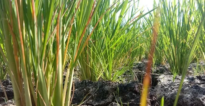 sawahkeringbaubau Sawah di Baubau Mulai Alami Kekeringan