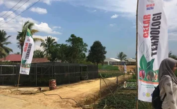 Ada Nadi Pada Kakao di Pudambu, HPS dan Kerinduan Hadirnya Presiden Ada Nadi Pada Kakao di Pudambu, HPS dan Kerinduan Hadirnya Presiden