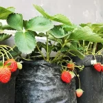 Cerita Nur Fajri yang Sukses Tanam Stroberi Organik di Kota Kendari Cerita Nur Fajria yang Sukses Tanam Stroberi Organik di Kota Kendari