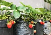 Cerita Nur Fajri yang Sukses Tanam Stroberi Organik di Kota Kendari Cerita Nur Fajria yang Sukses Tanam Stroberi Organik di Kota Kendari