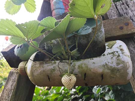 Cerita Nur Fajria yang Sukses Tanam Stroberi Organik di Kota Kendari