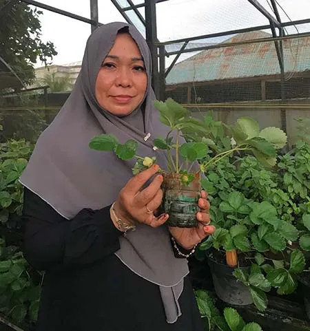 Cerita Nur Fajria yang Sukses Tanam Stroberi Organik di Kota Kendari
